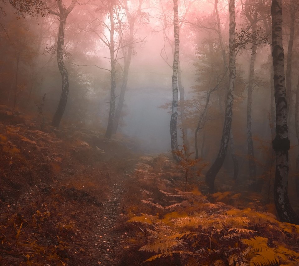 Обои лес, туман, forest, fog разрешение 3554x2267 Загрузить