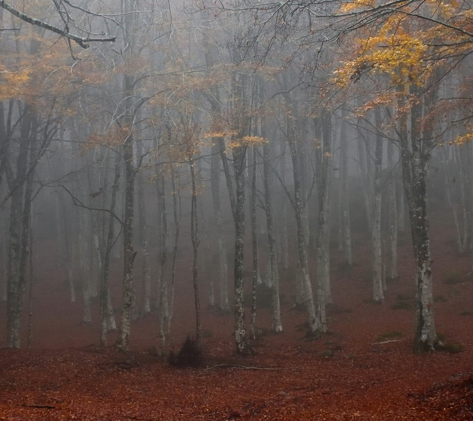 Обои лес, туман, forest, fog разрешение 3840x2160 Загрузить