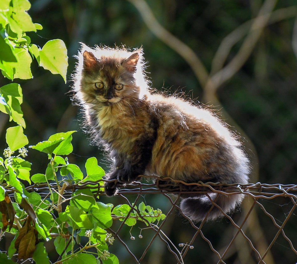 Обои листья, кошка, забор, котенок, пушистый, котейка, leaves, cat, the fence, kitty, fluffy разрешение 4000x2525 Загрузить