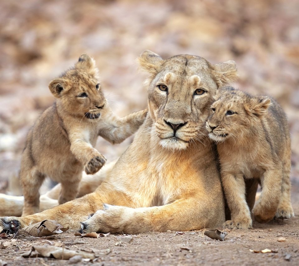 Обои львята, львица, прайд, the cubs, lioness, pride разрешение 2500x1667 Загрузить