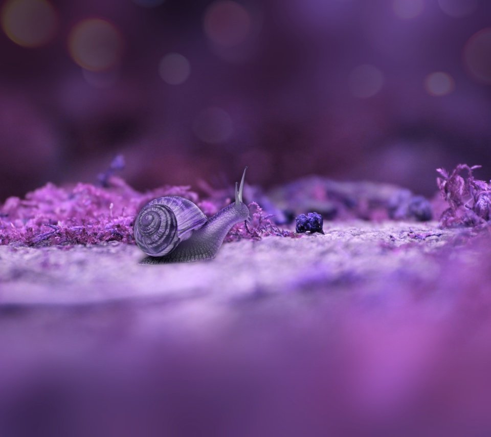 Обои макро, фон, улитка, macro, background, snail разрешение 3546x2365 Загрузить