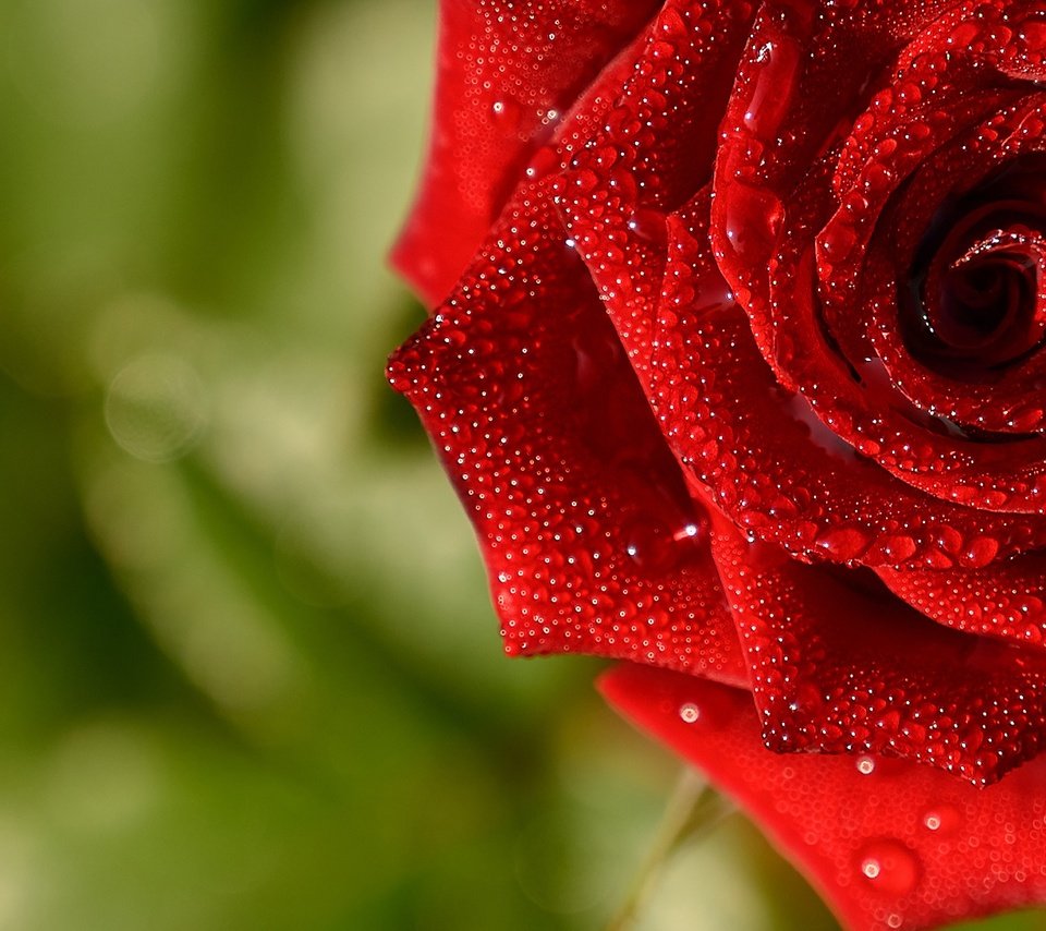 Обои макро, капли, роза, красная, macro, drops, rose, red разрешение 2560x1705 Загрузить