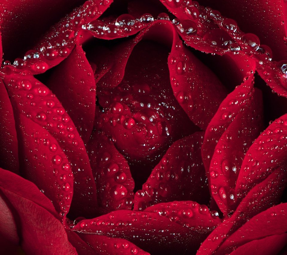 Обои макро, капли, роза, лепестки, macro, drops, rose, petals разрешение 2000x1393 Загрузить