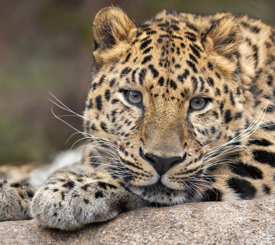 Обои морда, фон, портрет, леопард, вгляд, дикая кошка, face, background, portrait, leopard, peer, wild cat разрешение 6144x4096 Загрузить