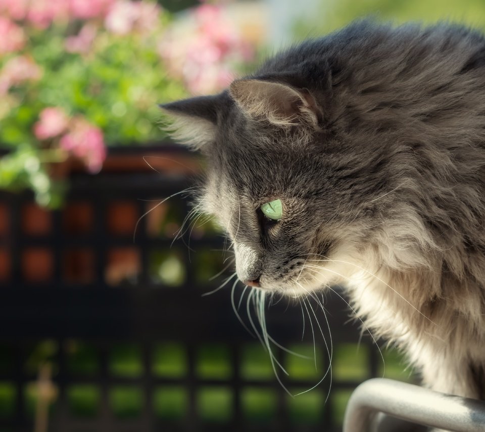 Обои морда, поза, кот, кошка, взгляд, забор, профиль, face, pose, cat, look, the fence, profile разрешение 6000x4000 Загрузить