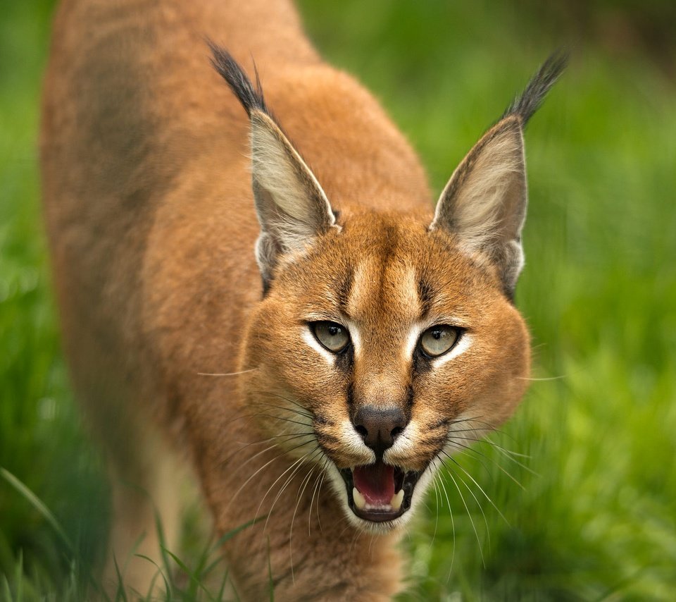 Обои морда, трава, рысь, взгляд, язык, пасть, каракал, крадётся, face, grass, lynx, look, language, mouth, caracal, sneaks разрешение 2000x1335 Загрузить