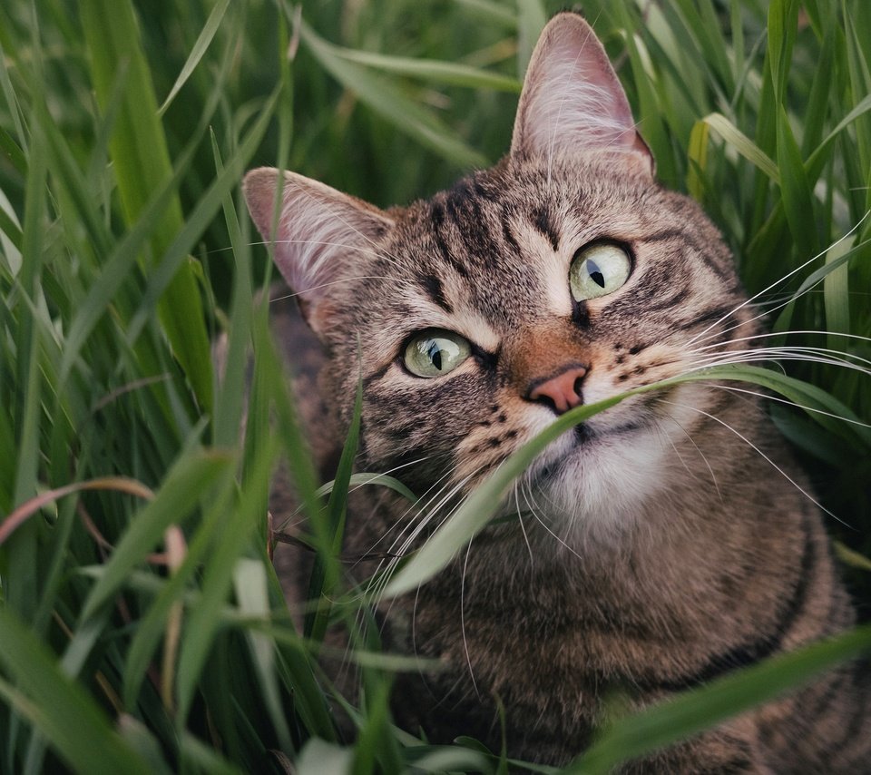 Обои морда, трава, зелень, поза, портрет, кот, лето, кошка, взгляд, look, face, grass, greens, pose, portrait, cat, summer разрешение 3840x2160 Загрузить