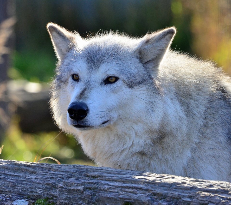Обои морда, взгляд, хищник, волк, face, look, predator, wolf разрешение 4928x3264 Загрузить