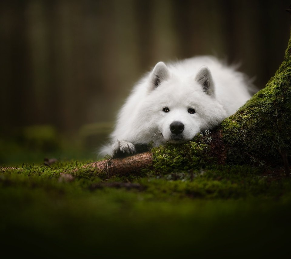 Обои морда, взгляд, собака, мох, самоед, face, look, dog, moss, samoyed разрешение 2048x1363 Загрузить