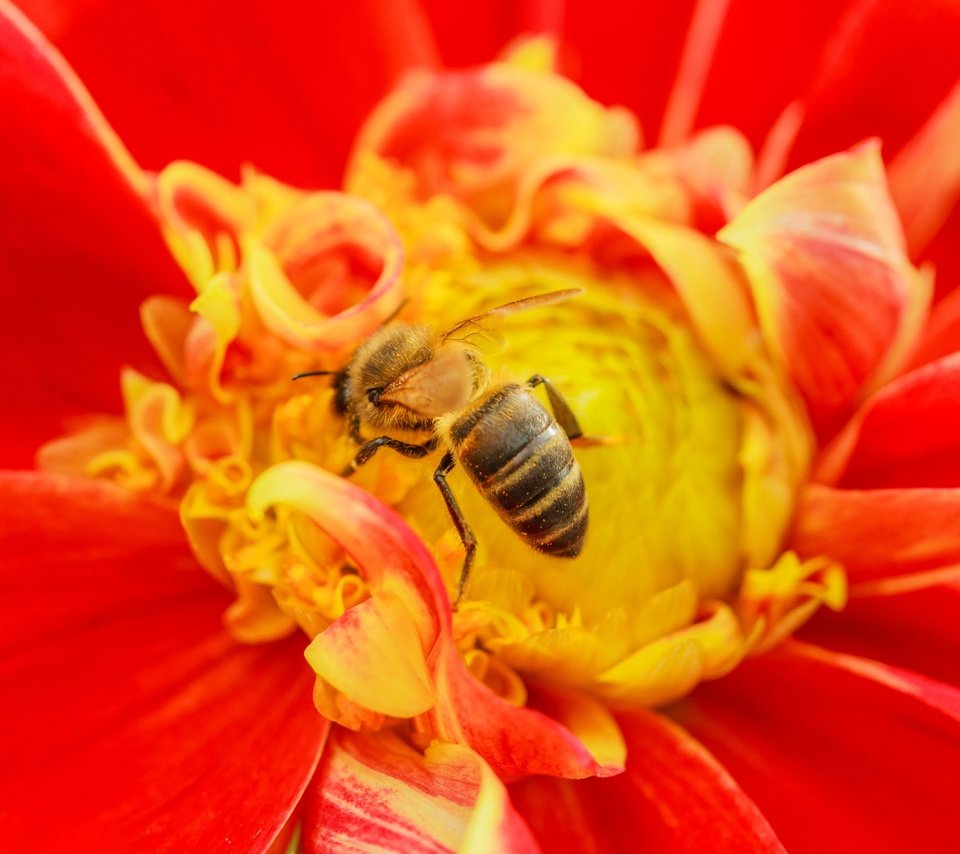 Обои насекомое, цветок, пчела, insect, flower, bee разрешение 3072x2048 Загрузить