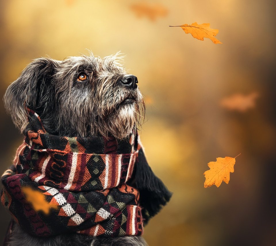 Обои осень, собака, шарф, autumn, dog, scarf разрешение 2048x1365 Загрузить