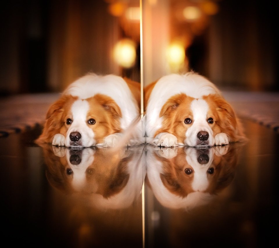 Обои отражение, взгляд, собака, reflection, look, dog разрешение 2048x1365 Загрузить