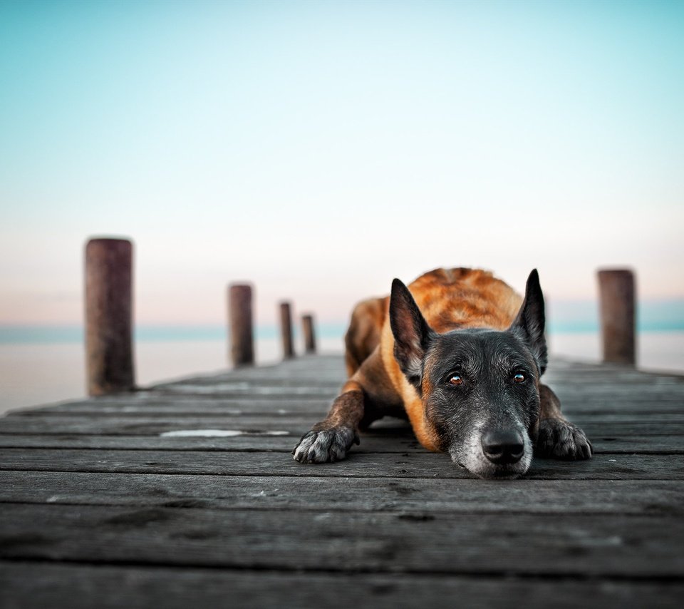 Обои озеро, мост, собака, lake, bridge, dog разрешение 2048x1365 Загрузить