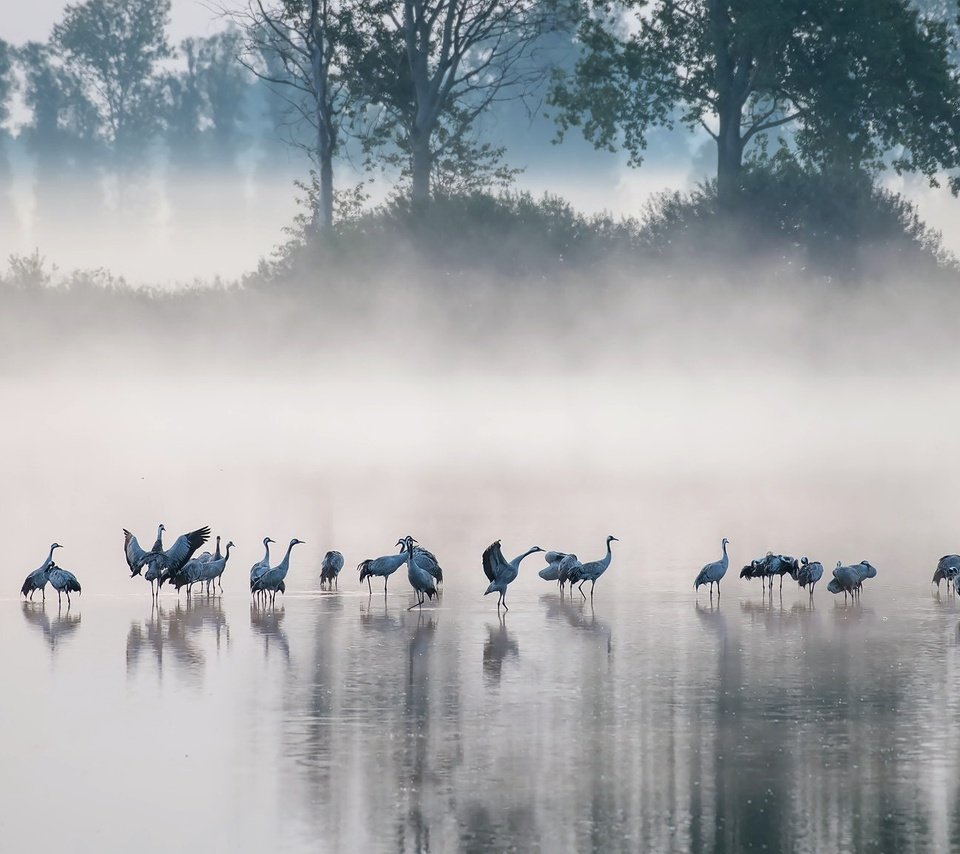 Обои озеро, утро, туман, птицы, lake, morning, fog, birds разрешение 2048x1152 Загрузить