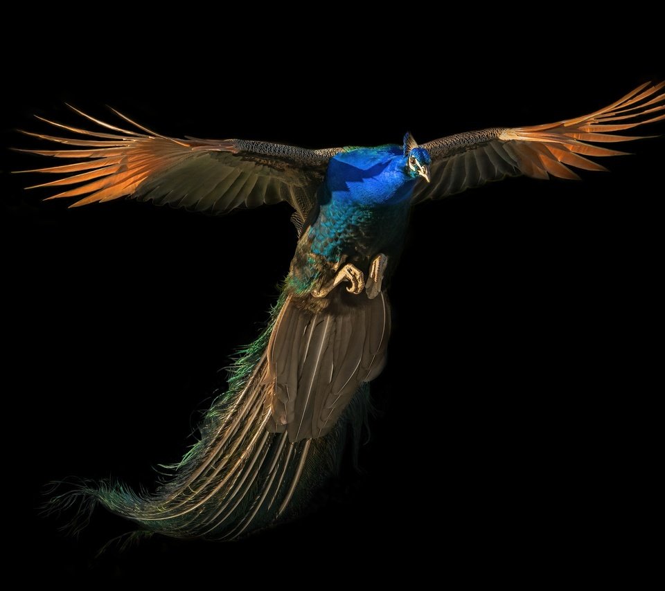 Обои полет, павлин, flight, peacock разрешение 2500x1667 Загрузить