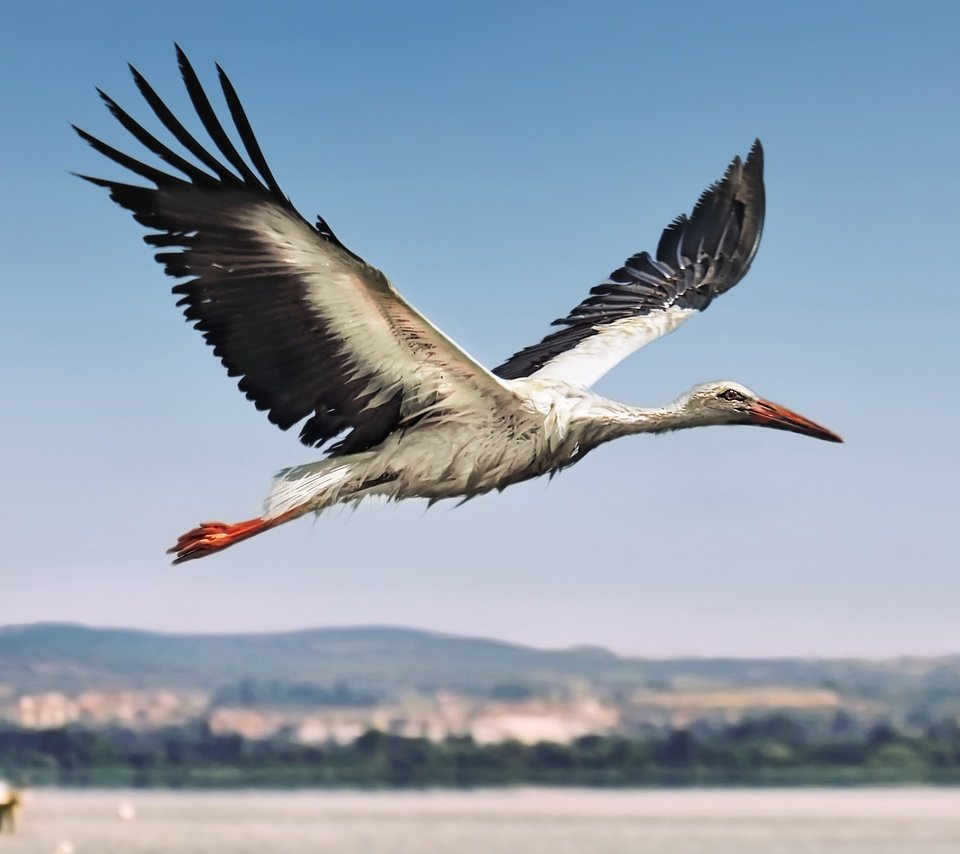 Обои полет, птица, аист, flight, bird, stork разрешение 3444x2260 Загрузить