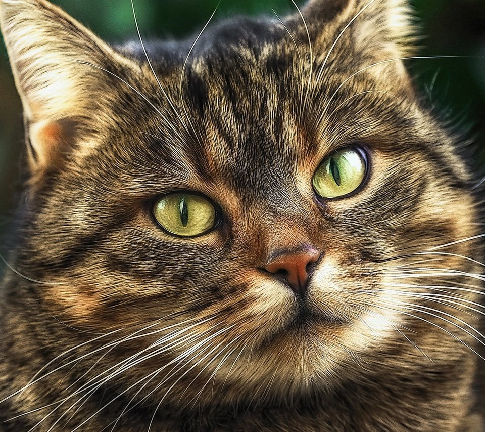 Обои портрет, мордочка, кошка, взгляд, portrait, muzzle, cat, look разрешение 1920x1280 Загрузить