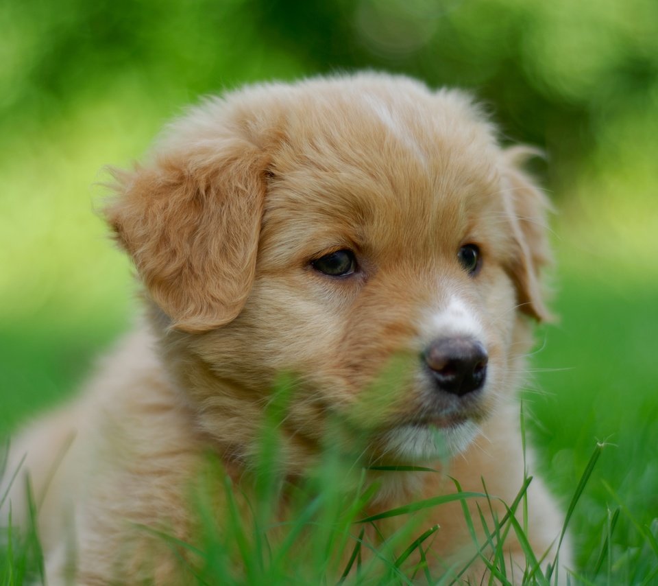 Обои портрет, собака, щенок, песик, мордашка, боке, portrait, dog, puppy, doggie, face, bokeh разрешение 4291x2848 Загрузить