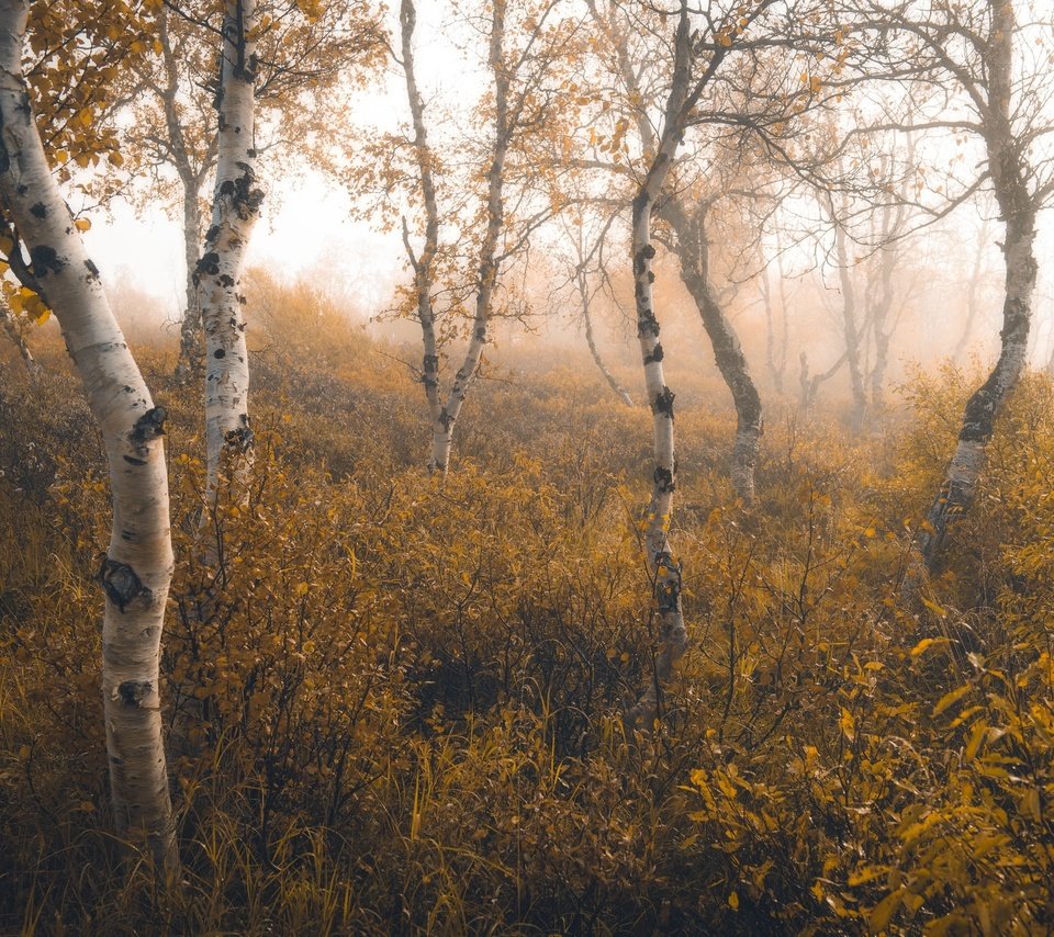 Обои природа, березы, nature, birch разрешение 2048x1367 Загрузить