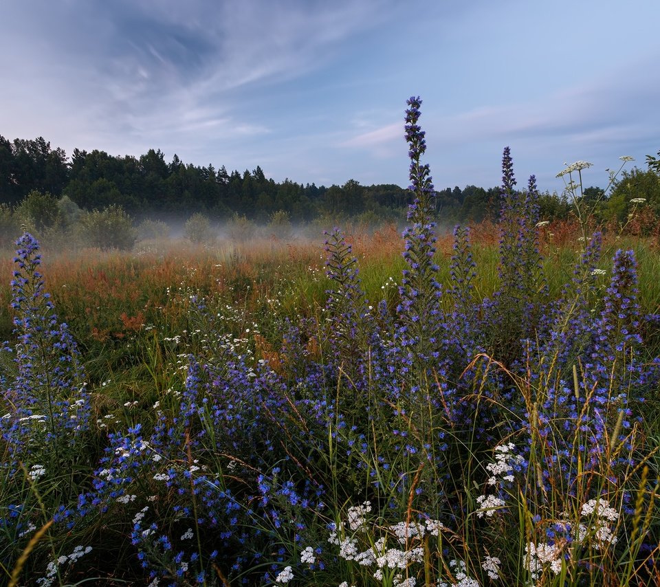 Обои природа, лес, пейзаж, утро, туман, луг, травы, nature, forest, landscape, morning, fog, meadow, grass разрешение 1920x1280 Загрузить