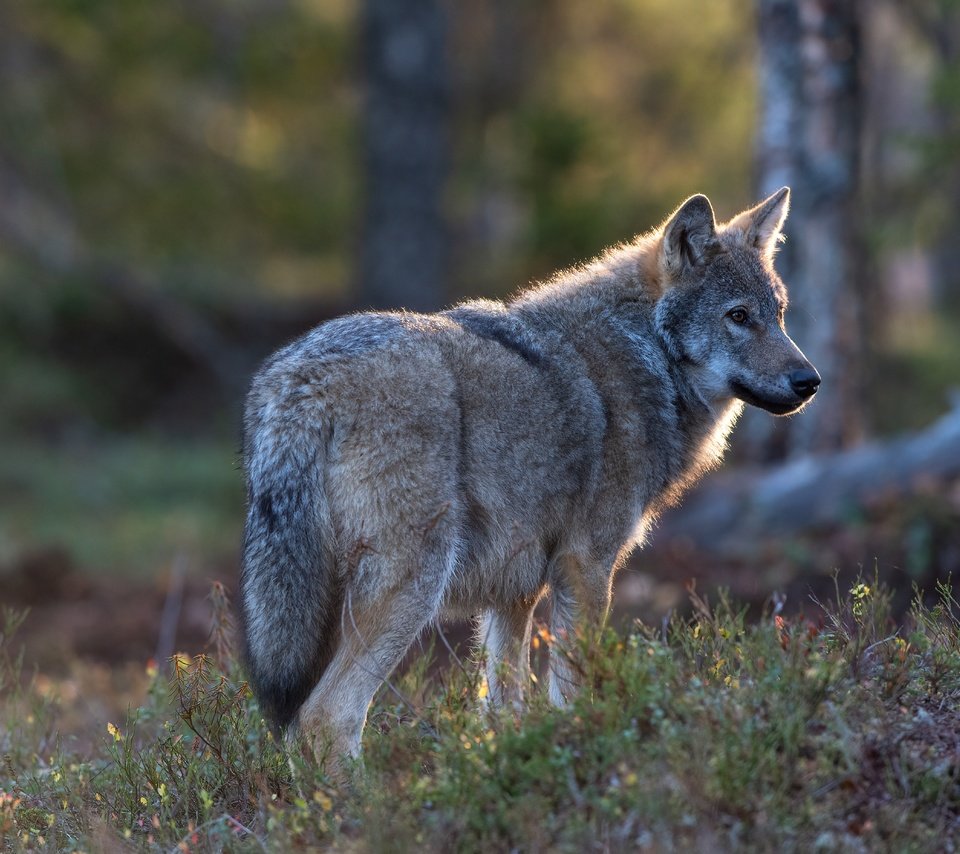 Обои природа, лес, серый, волк, nature, forest, grey, wolf разрешение 5568x3712 Загрузить