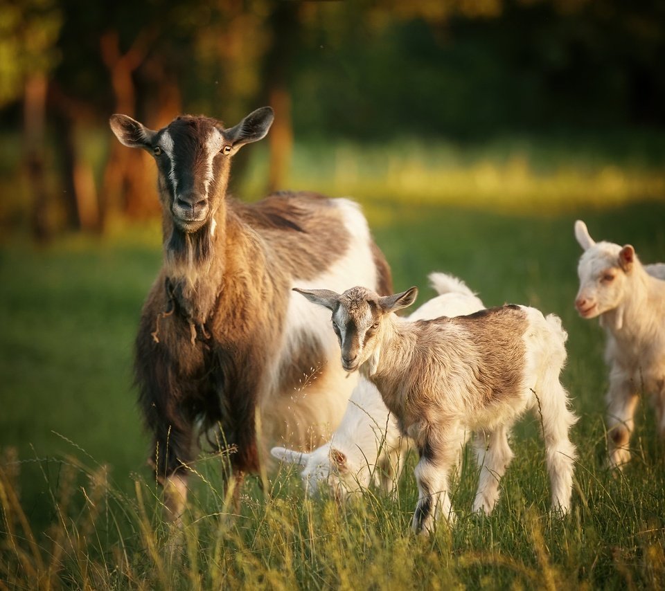 Обои природа, лето, козы, nature, summer, goats разрешение 2048x1366 Загрузить
