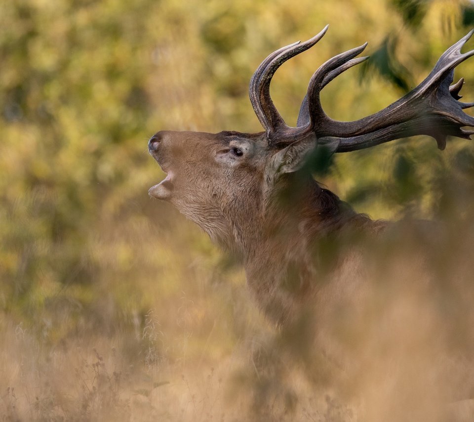 Обои природа, олень, профиль, животное, рога, голова, nature, deer, profile, animal, horns, head разрешение 2048x1365 Загрузить