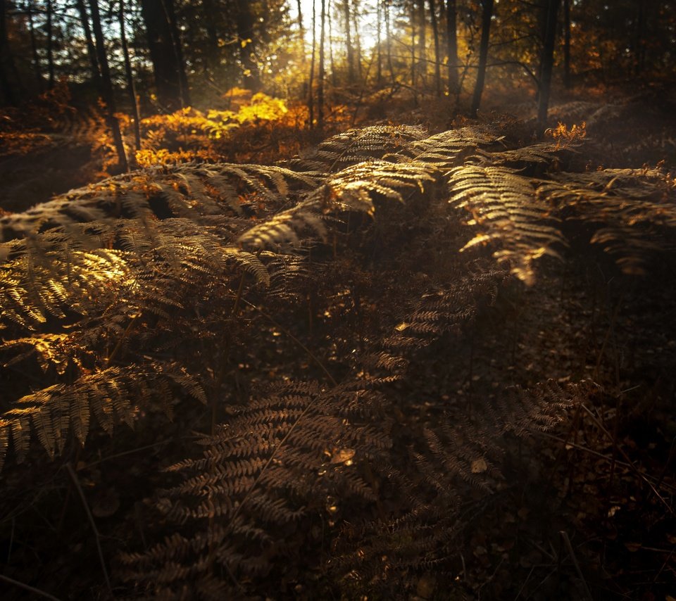 Обои природа, осень, папоротники, nature, autumn, ferns разрешение 3840x2160 Загрузить