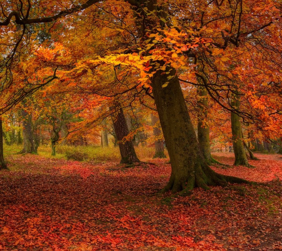 Обои деревья, природа, листья, парк, осень, листопад, trees, nature, leaves, park, autumn, falling leaves разрешение 3840x2160 Загрузить