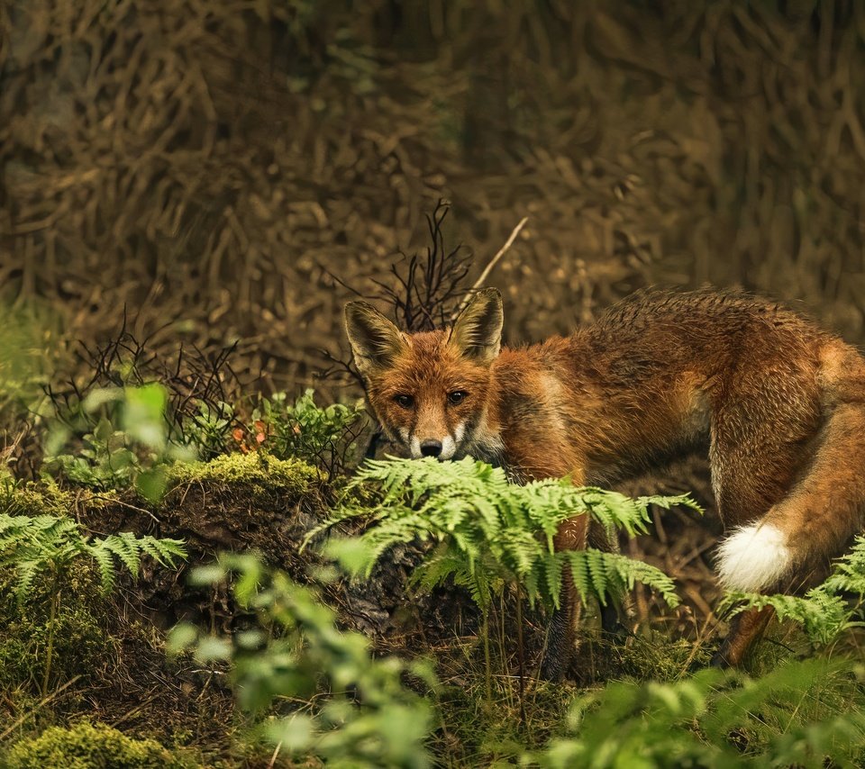 Обои природа, поза, взгляд, лиса, папоротник, заросли, боке, nature, pose, look, fox, fern, thickets, bokeh разрешение 3840x2560 Загрузить