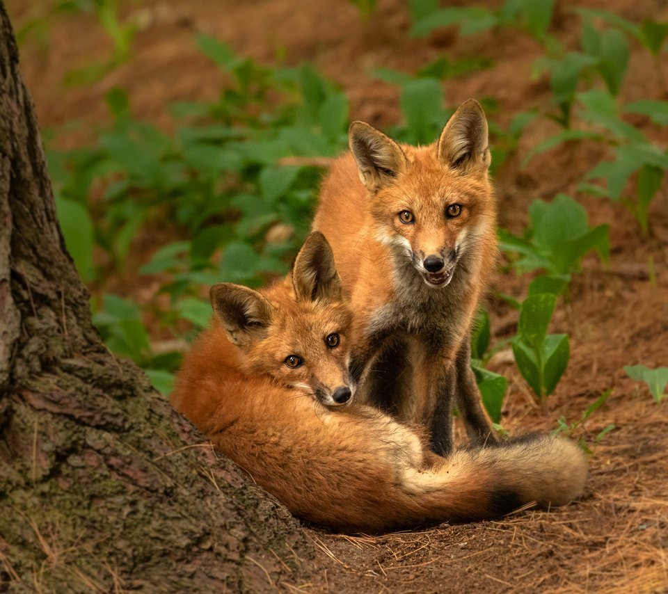 Обои природа, поза, взгляд, парочка, рыжие, лисята, лисы, nature, pose, look, a couple, red, cubs, fox разрешение 2880x2304 Загрузить