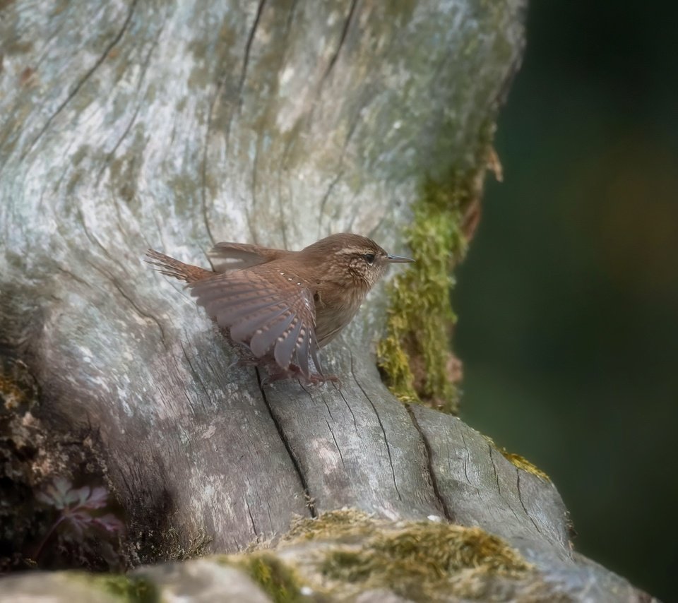 Обои природа, птица, крапивник, nature, bird, wren разрешение 3192x2124 Загрузить