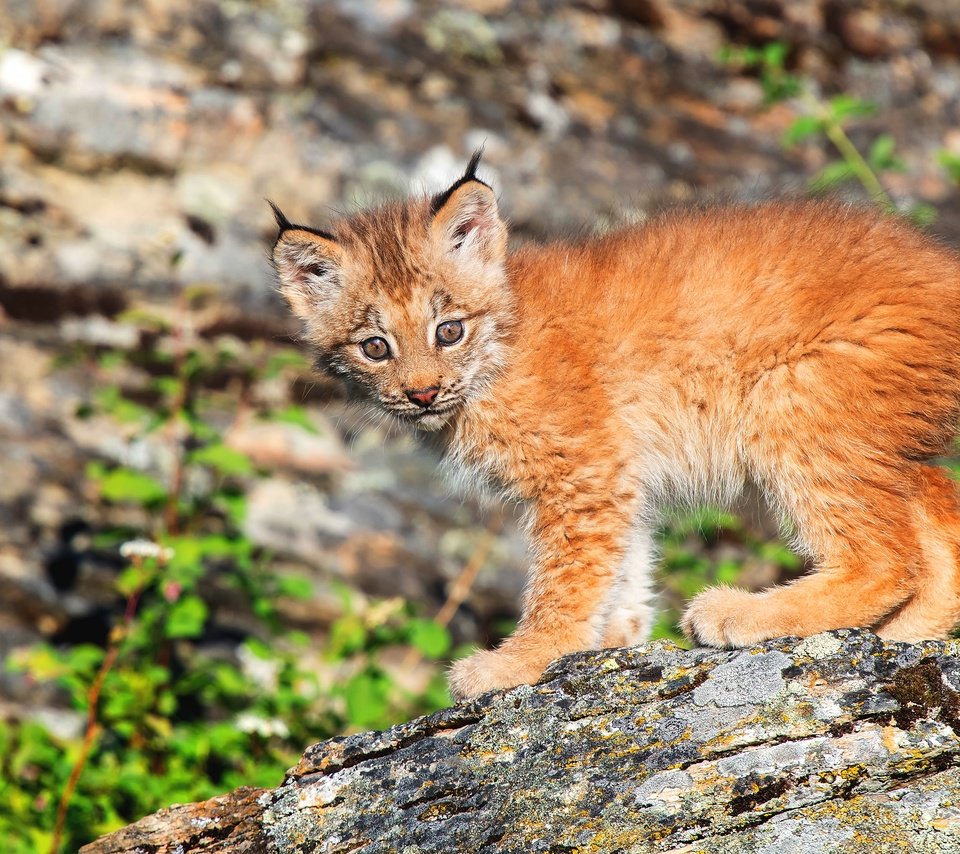 Обои природа, рысь, взгляд, малыш, детеныш, боке, рысёнок, nature, lynx, look, baby, cub, bokeh, a small lynx разрешение 3840x2560 Загрузить