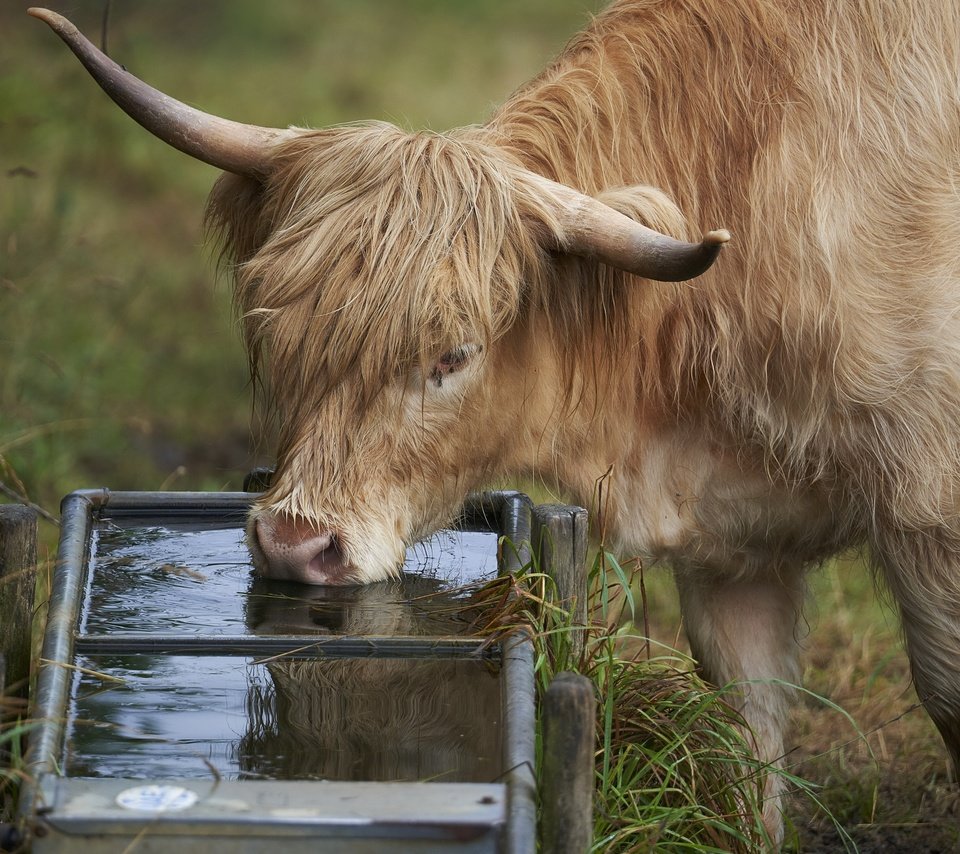 Обои природа, скот, пастбище, водопой, nature, cattle, pasture, drink разрешение 3840x2160 Загрузить