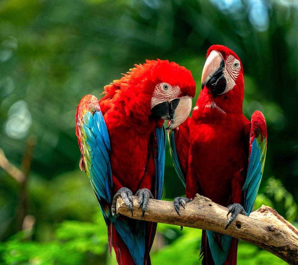 Обои птицы, парочка, попугаи, birds, a couple, parrots разрешение 6144x4098 Загрузить