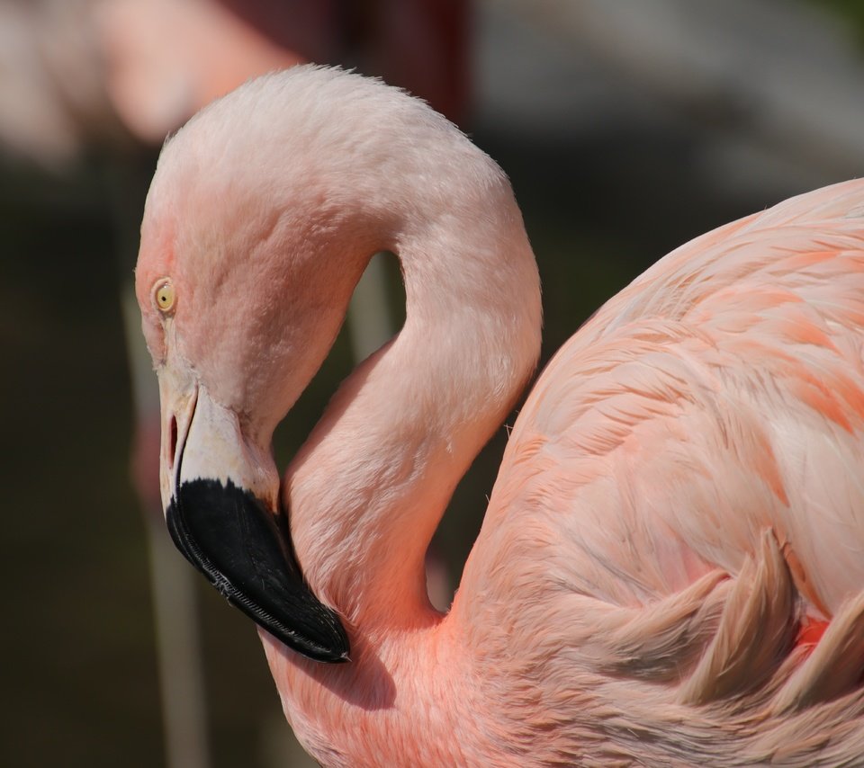 Обои птицы, клюв, перья, розовый фламинго, birds, beak, feathers, pink flamingos разрешение 6000x4000 Загрузить