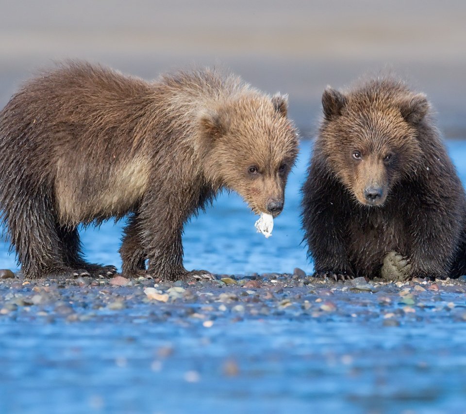 Обои река, природа, медведи, river, nature, bears разрешение 2560x1440 Загрузить