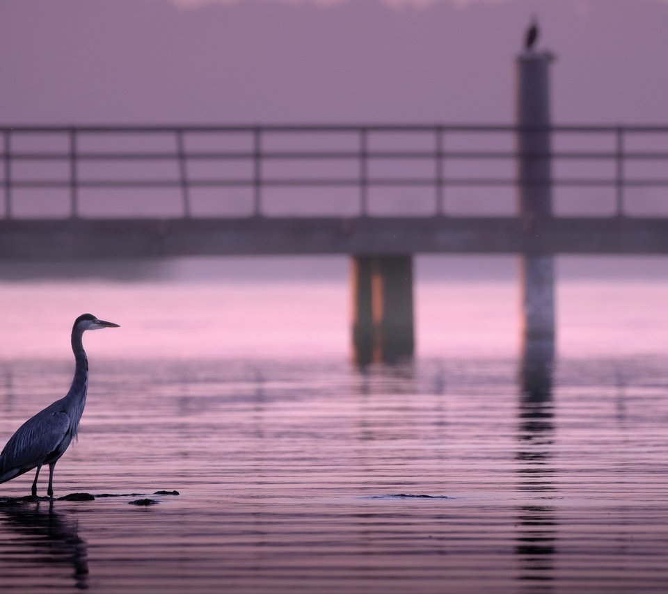 Обои река, природа, птица, river, nature, bird разрешение 3840x2160 Загрузить