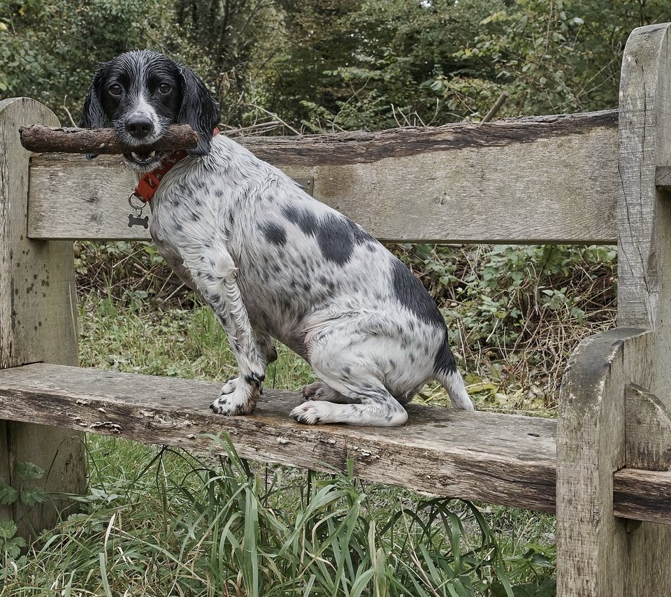 Обои собака, друг, скамья, dog, each, bench разрешение 3840x2160 Загрузить