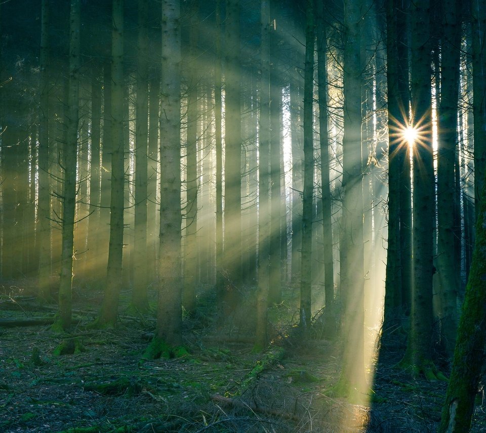 Обои солнце, лес, туман, стволы, the sun, forest, fog, trunks разрешение 3840x2160 Загрузить