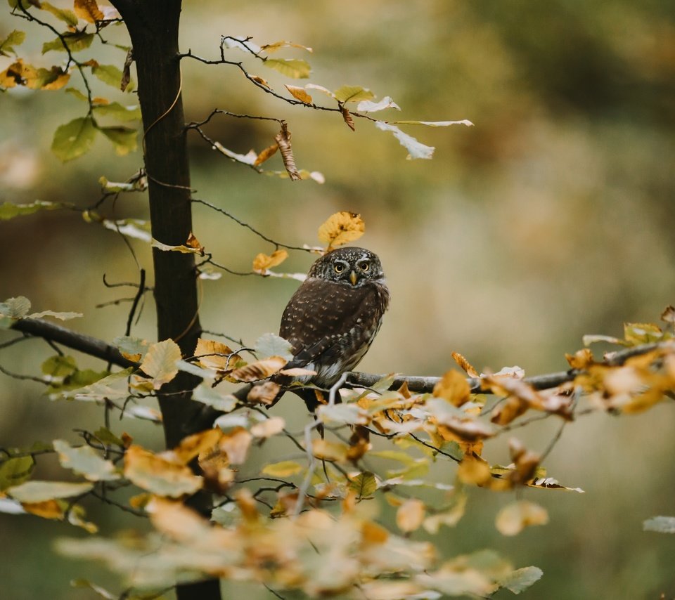 Обои сова, дерево, осень, owl, tree, autumn разрешение 3840x2160 Загрузить