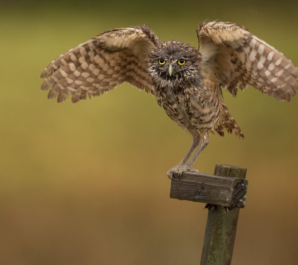 Обои сова, фон, птица, сыч, размах крыльев, столбик, owl, background, bird, wingspan, column разрешение 3071x2031 Загрузить