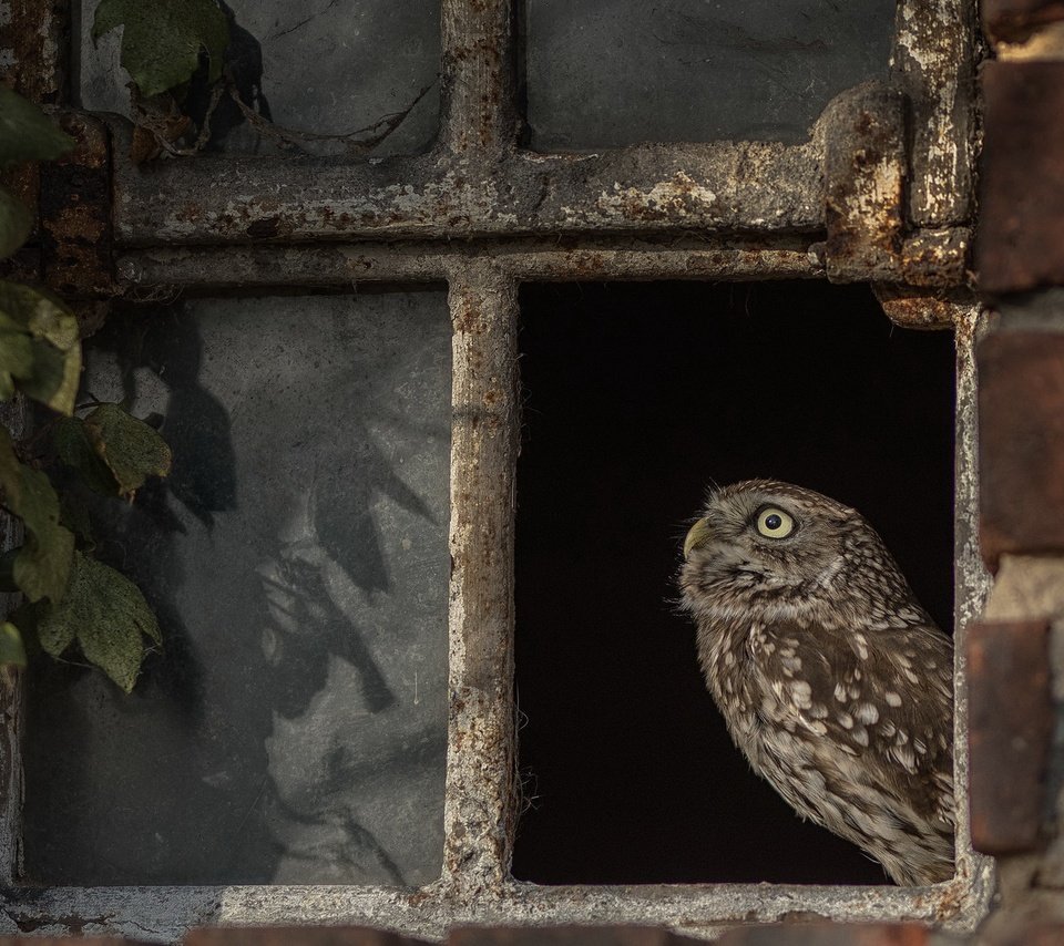 Обои сова, птица, окно, owl, bird, window разрешение 2048x1300 Загрузить