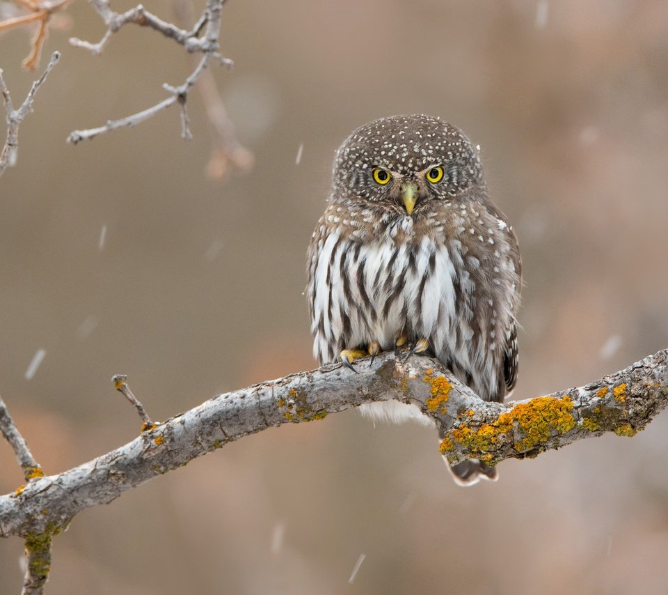 Обои сова, ветка, фон, птица, дождь, сыч, owl, branch, background, bird, rain разрешение 4604x3069 Загрузить