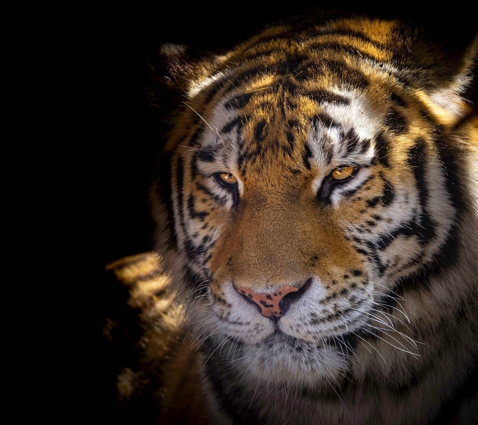 Обои тигр, морда, свет, портрет, взгляд, черный фон, tiger, face, light, portrait, look, black background разрешение 2364x1330 Загрузить