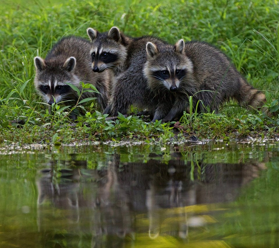 Обои трава, берег, водоем, еноты, енот, grass, shore, pond, raccoons, raccoon разрешение 2000x1333 Загрузить