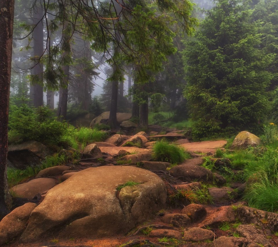 Обои трава, деревья, природа, камни, лес, туман, grass, trees, nature, stones, forest, fog разрешение 3000x1910 Загрузить