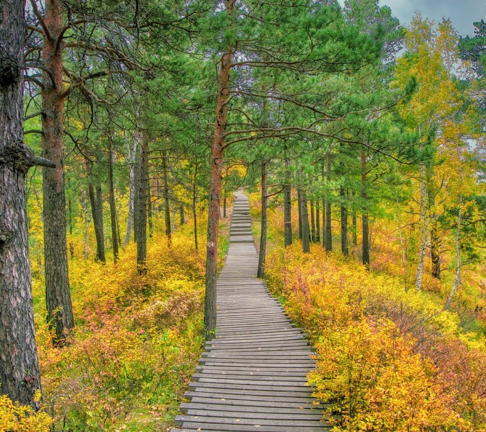 Обои трава, деревья, природа, лес, дорожка, осень, сосны, осенний лес, grass, trees, nature, forest, track, autumn, pine, autumn forest разрешение 6000x4000 Загрузить