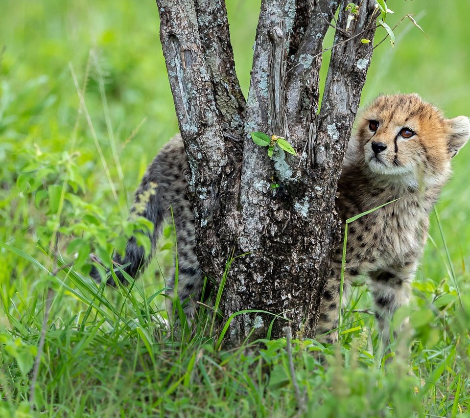 Обои трава, дерево, стволы, поляна, малыш, гепард, детеныш, grass, tree, trunks, glade, baby, cheetah, cub разрешение 2000x1334 Загрузить