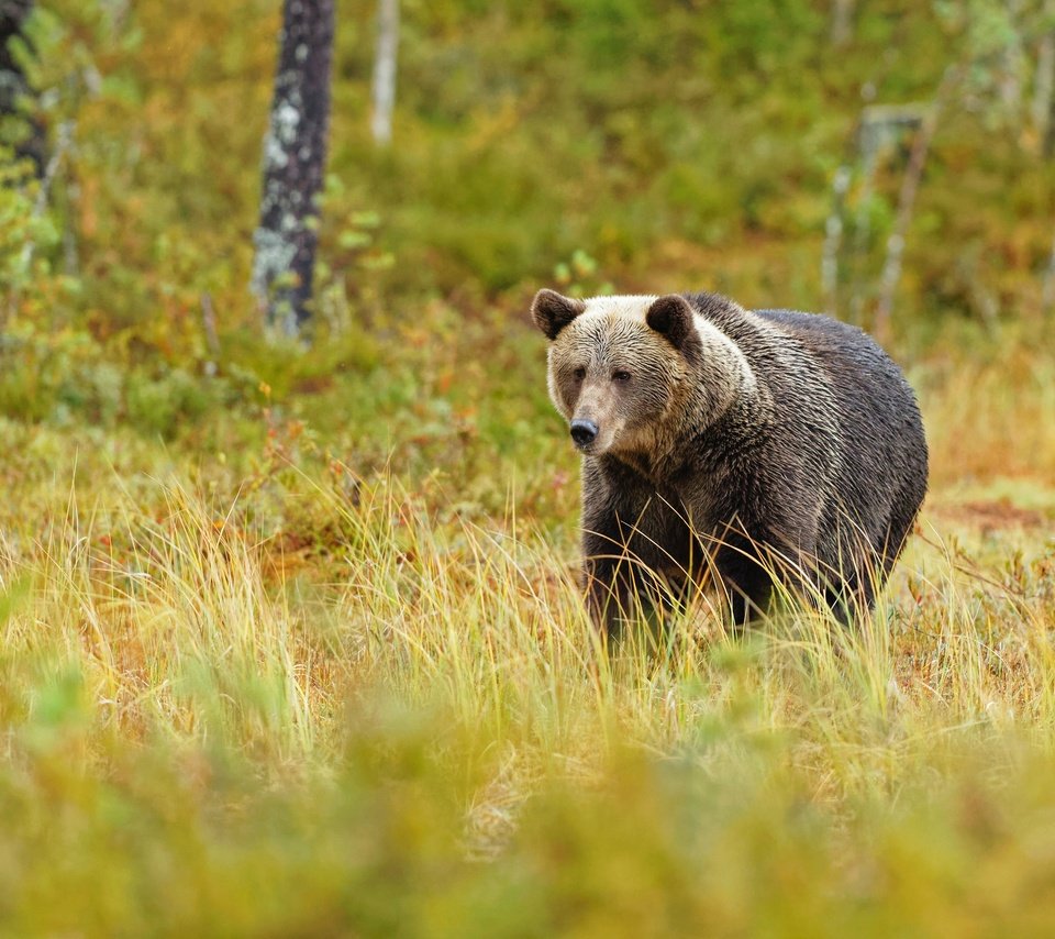 Обои трава, лес, медведь, поляна, прогулка, grass, forest, bear, glade, walk разрешение 3840x2560 Загрузить